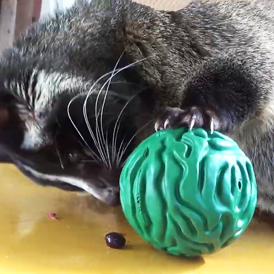 Luna Ball with Masked Palm Civet | Omuta City Zoo