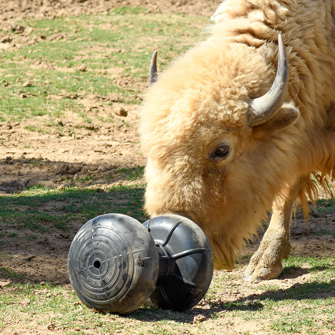 Tan bison nudging roller on ground