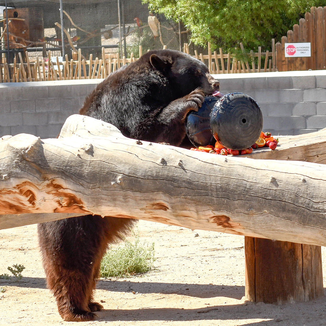 Black Bear licking roller toy