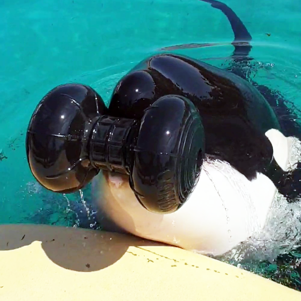 Roller toy with orca