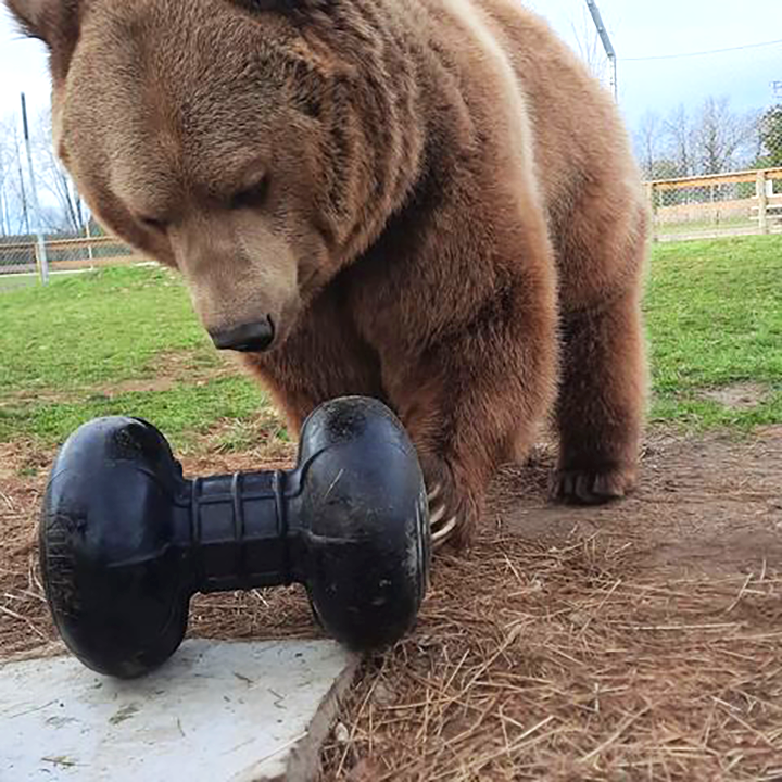 Roller toy with bear