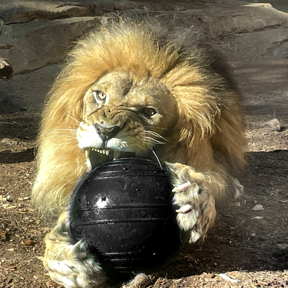Male lion chewing on solid ball