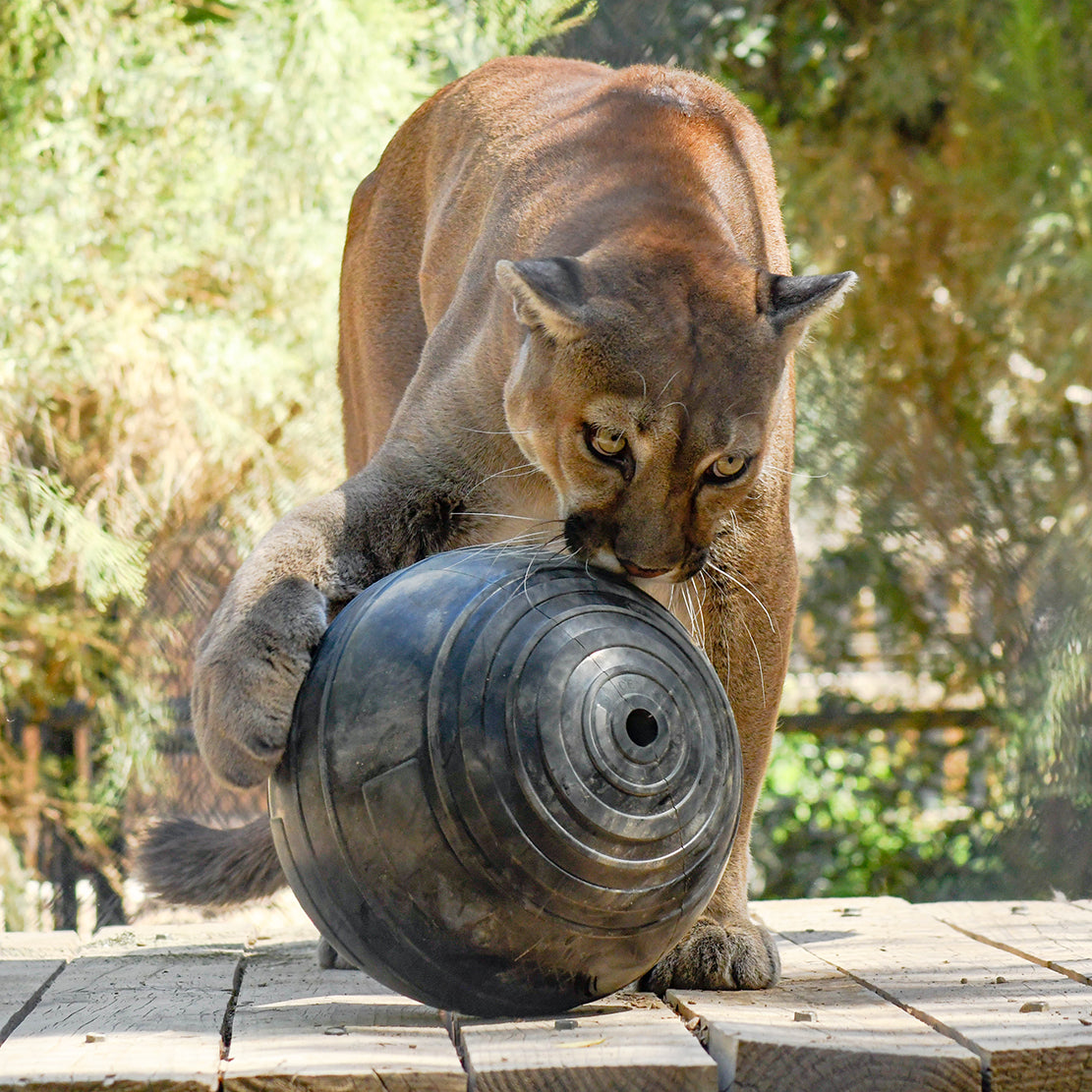 Mountain lion playing with solid ball