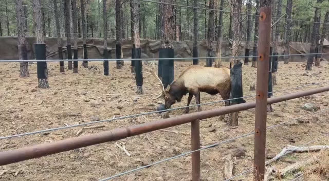 Video of Elk playing with solid ball with his antlers