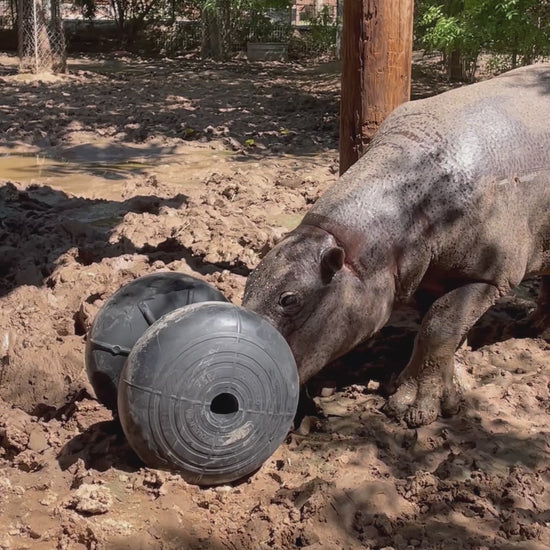 Video of pygmy hippo playing with roller
