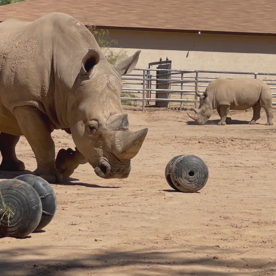 Rhino playing with roller toy