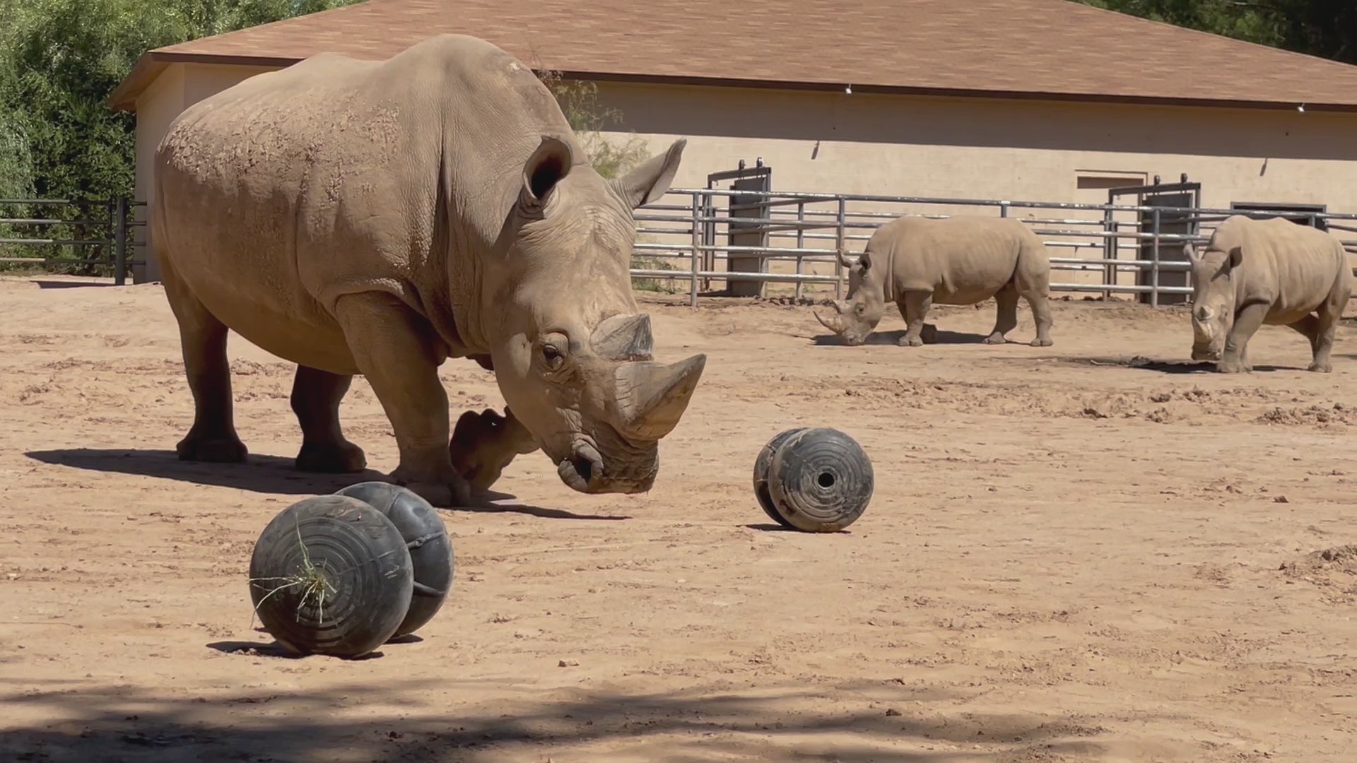 Rhino playing with roller toy